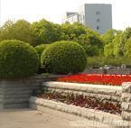 綠化養(yǎng)護_綠化養(yǎng)護供貨商_供應(yīng)上海全年綠化養(yǎng)護管理公司、上海廣場綠化養(yǎng)護_綠化養(yǎng)護價格_上?？弟皥@林(晨蘇實業(yè))