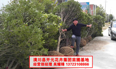 桂花8公分圖片,桂花10公分圖片,桂花6公分圖片-中科商務網(wǎng)-河南開元園林生態(tài)實業(yè)